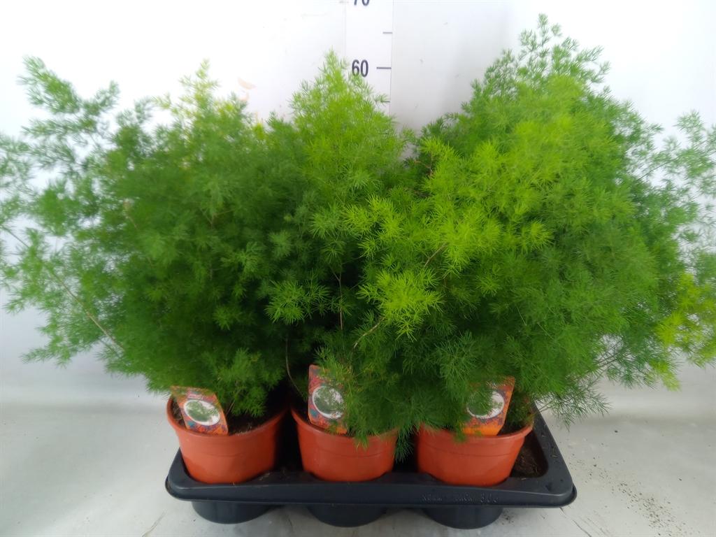 Горшечные цветы и растения оптом Asparagus Umbellatus от 6шт из Голландии с доставкой по России