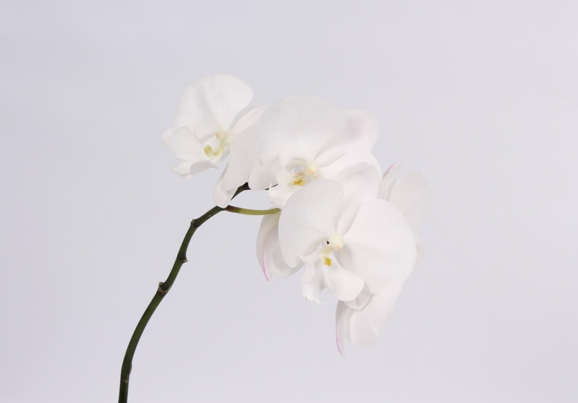 Срезанные цветы оптом Phalaenopsis white lips (per stem) от 15шт. из Голландии с доставкой по России
