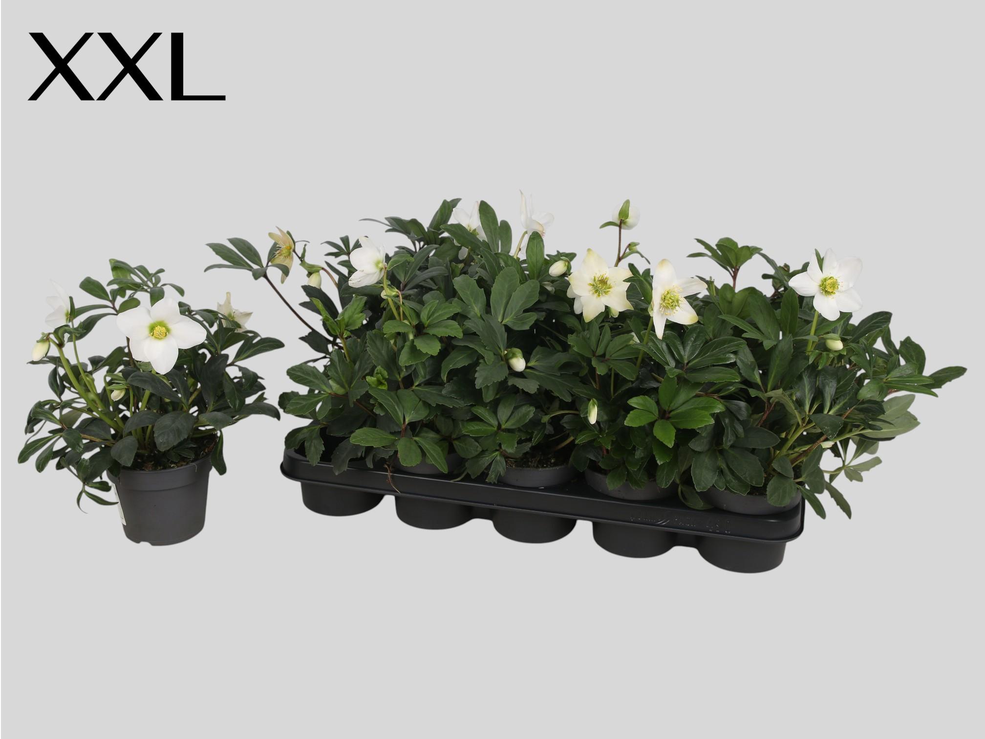 Горшечные цветы и растения оптом Hell Ni Advent Star от 10шт из Голландии с доставкой по России