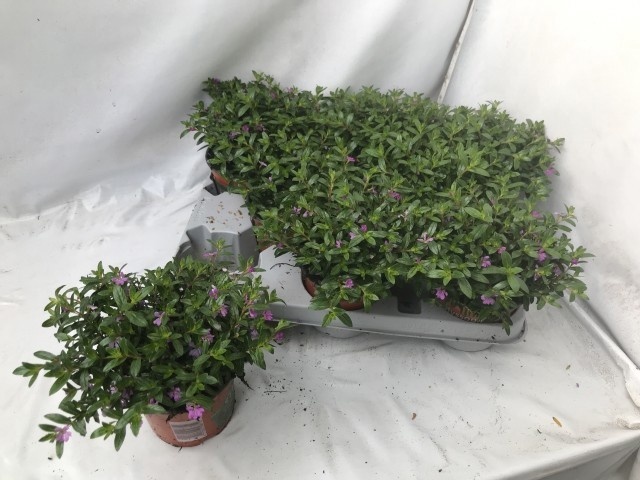 Горшечные цветы и растения оптом Cuph Hyssopifolia от 8шт из Голландии с доставкой по России