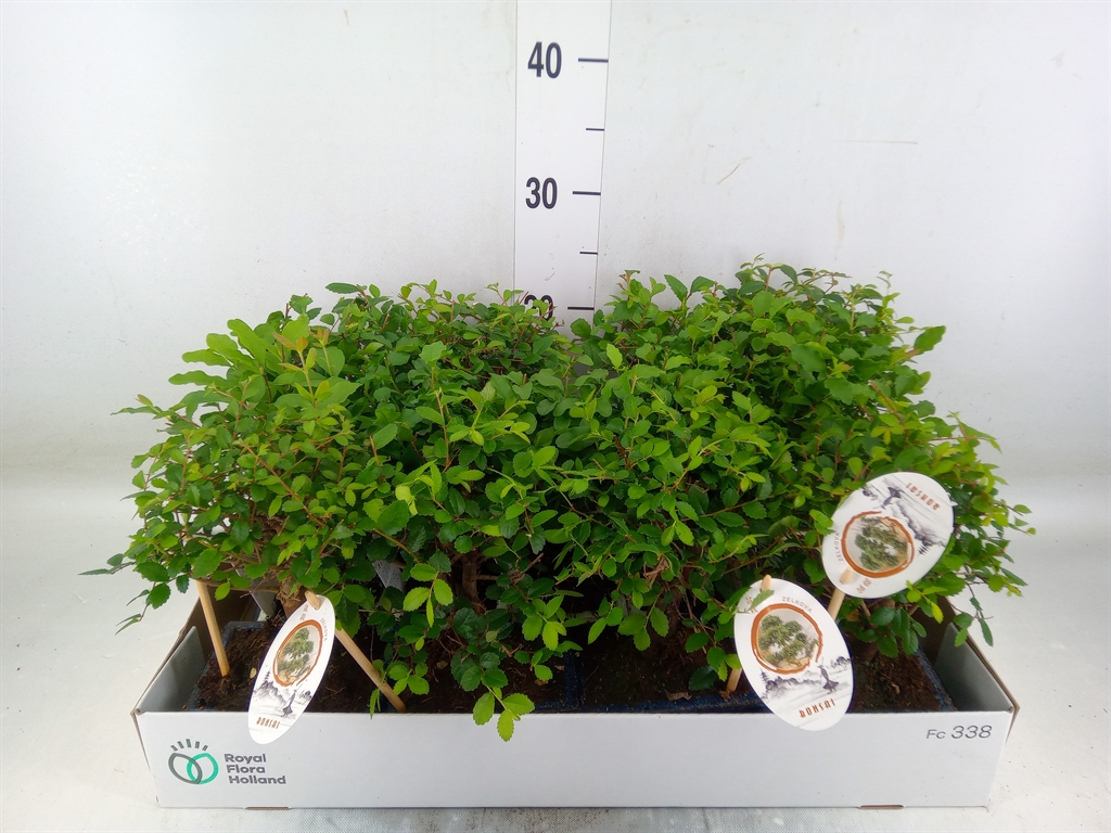 Горшечные цветы и растения оптом Bonsai   ...mix от 13шт из Голландии с доставкой по России