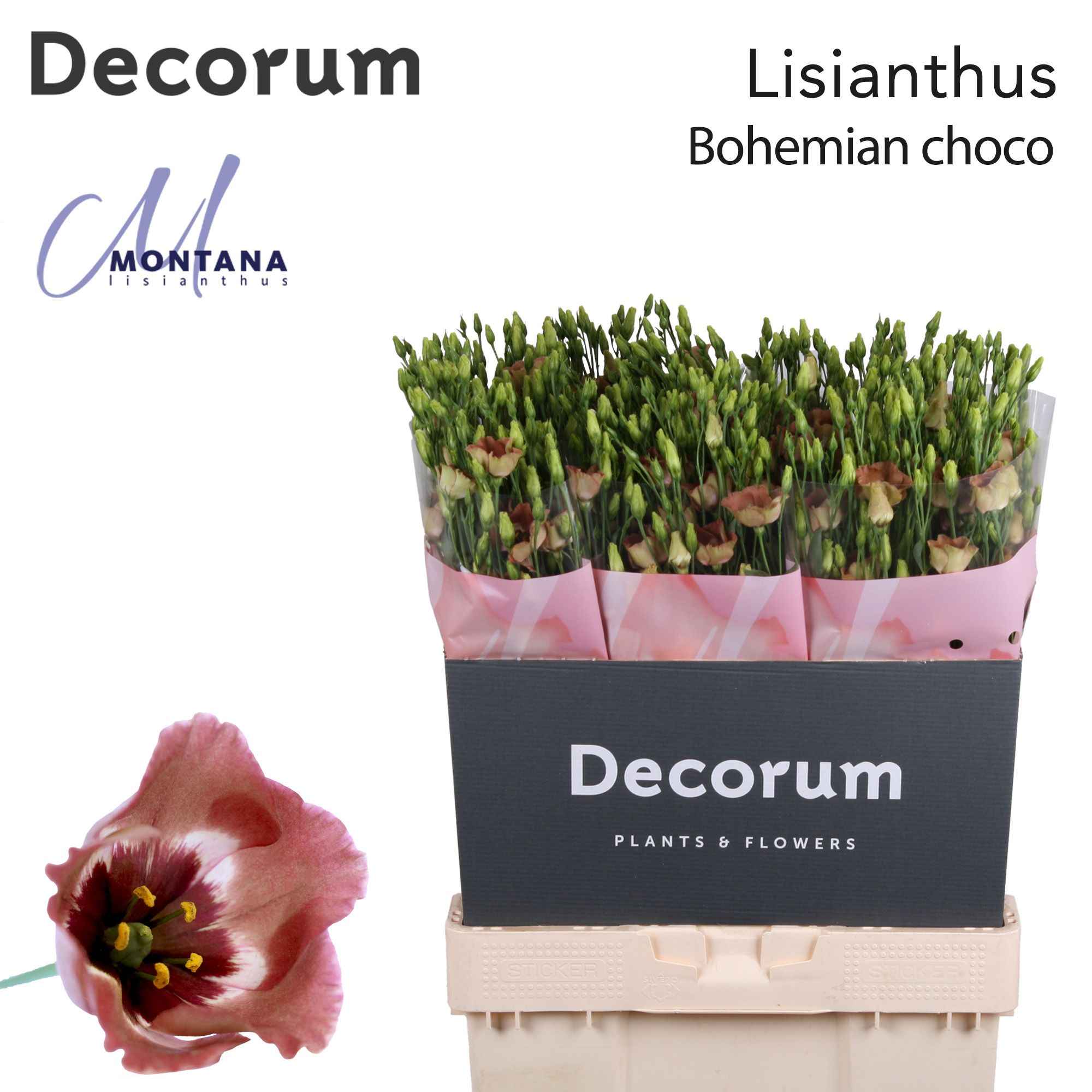 Срезанные цветы оптом Lisianthus si bohemian choco от 60шт из Голландии с доставкой по России