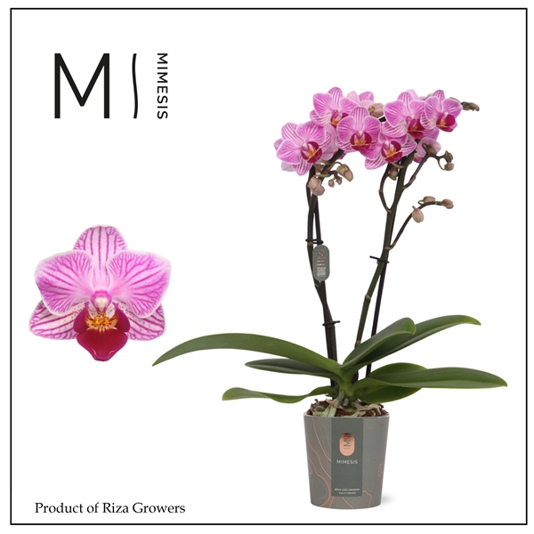 Горшечные цветы и растения оптом Phal Mini 2st Lotte 16+ (orchid Growers) от 8шт из Голландии с доставкой по России