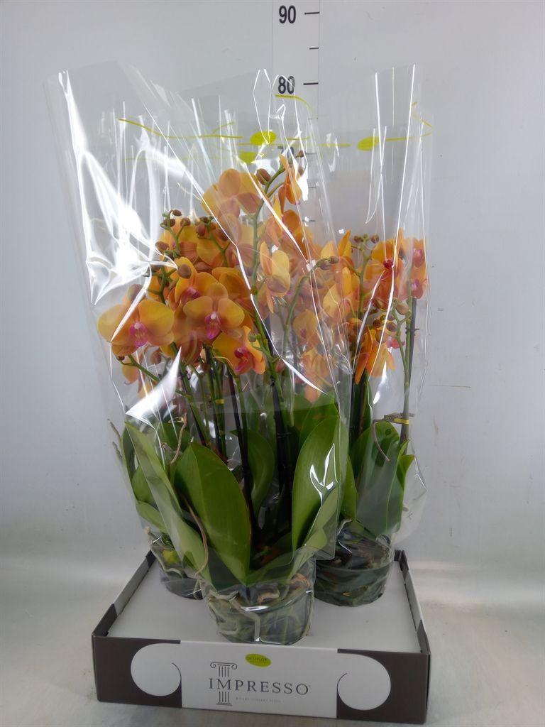 Горшечные цветы и растения оптом Phalaenopsis   ...orange от 3шт из Голландии с доставкой по России