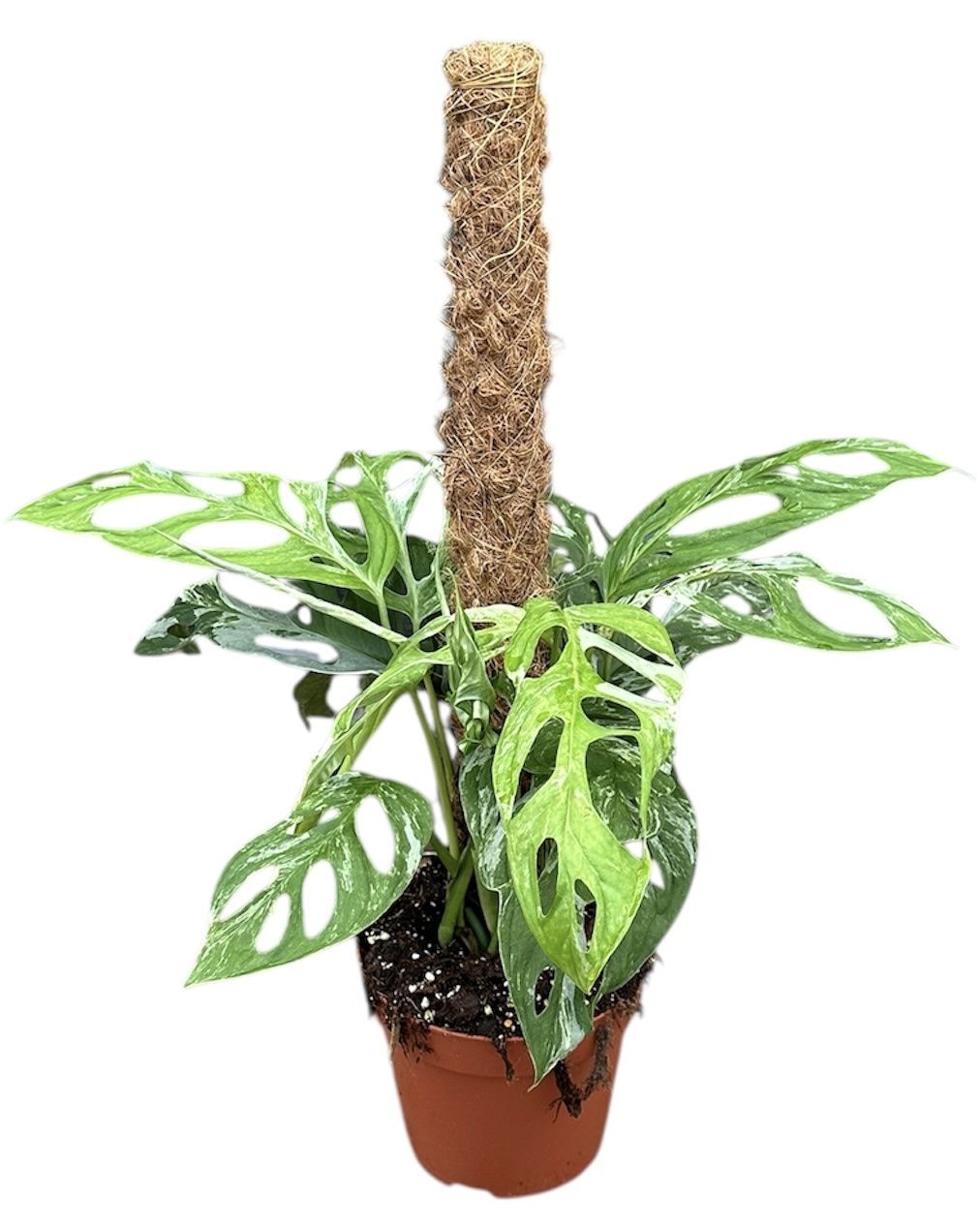 Горшечные цветы и растения оптом Monstera Adansonii Indonesian Marble от 1шт из Голландии с доставкой по России