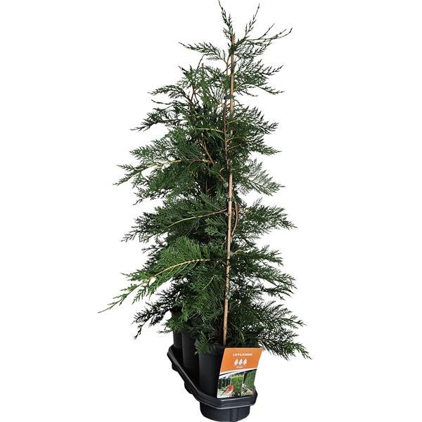 Горшечные цветы и растения оптом Hedgeline Cupressocyparis Leylandii 80-100 C4 от 3шт из Голландии с доставкой по России