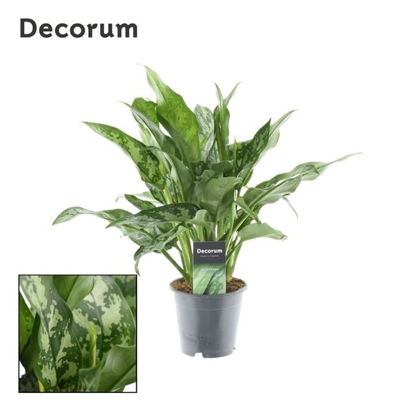 Горшечные цветы и растения оптом Aglaonema Maria (decorum) от 10шт из Голландии с доставкой по России