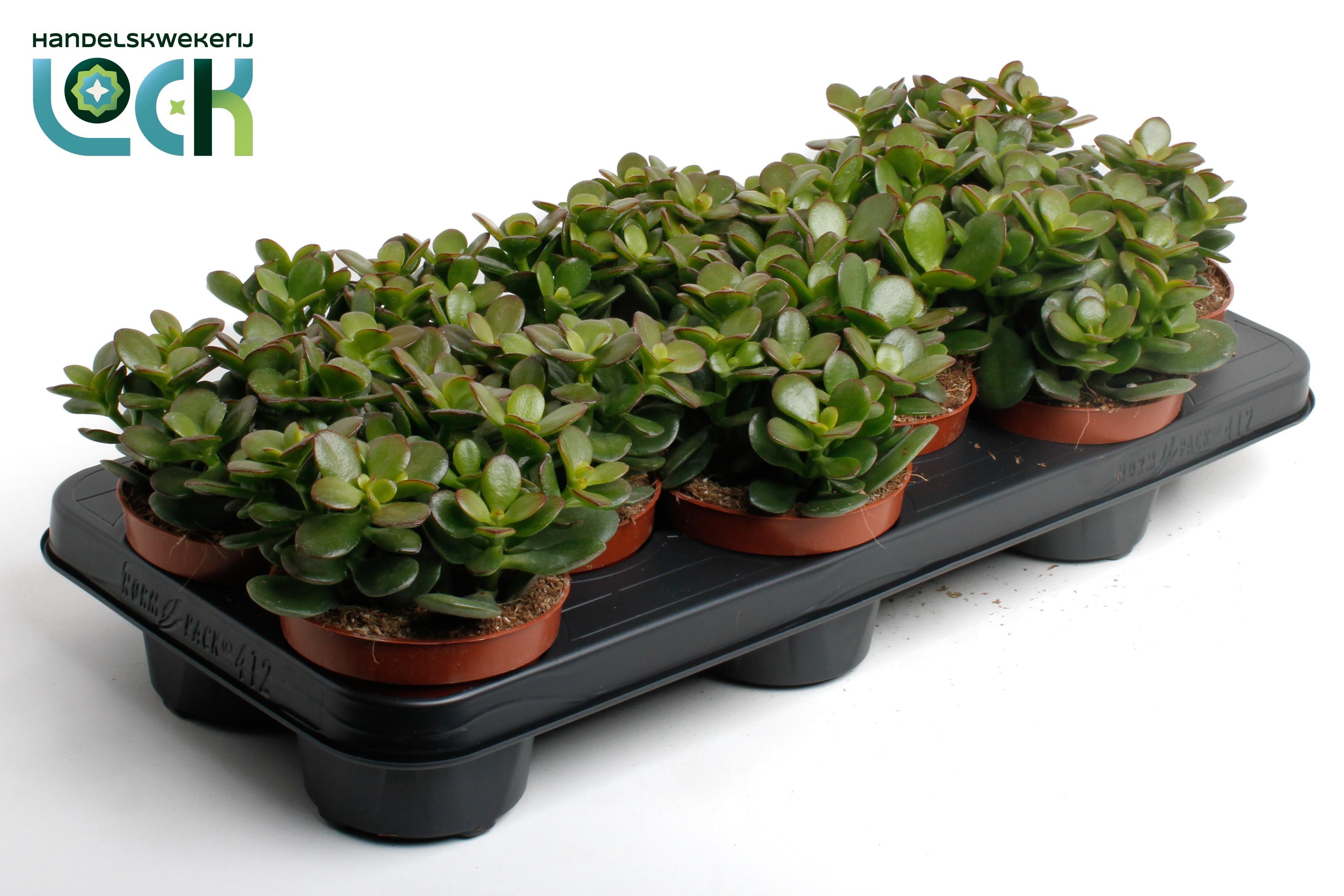 Горшечные цветы и растения оптом Crass Minor от 9шт из Голландии с доставкой по России