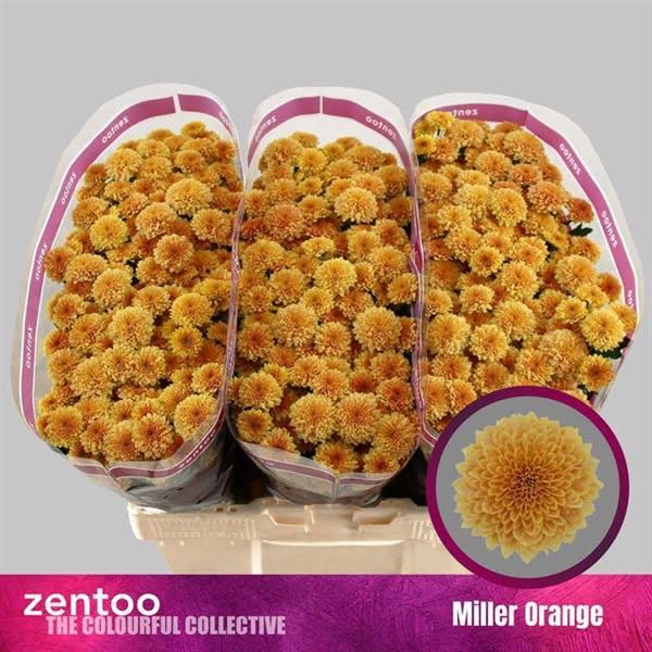 Срезанные цветы оптом Chrys sa miller orange от 75шт из Голландии с доставкой по России