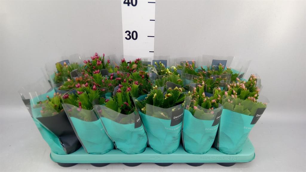 Горшечные цветы и растения оптом Sansevieria Cyl. ... AA от 12шт (для телеги) из Голландии с доставкой по России