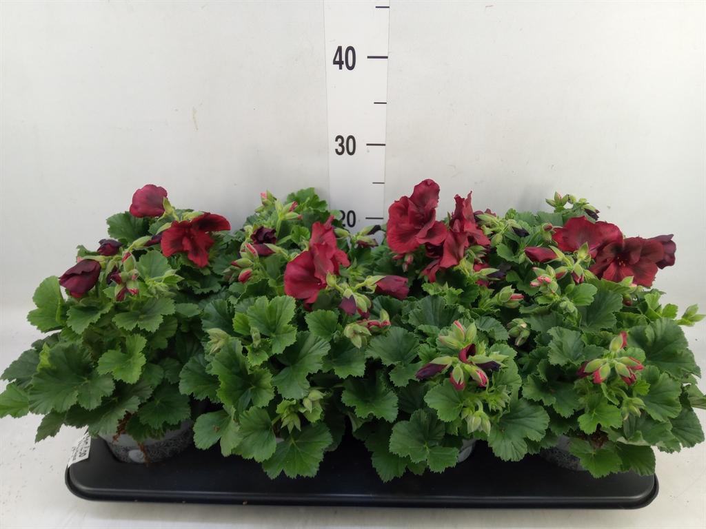 Горшечные цветы и растения оптом Pelargonium Gran.   .. от 8шт из Голландии с доставкой по России