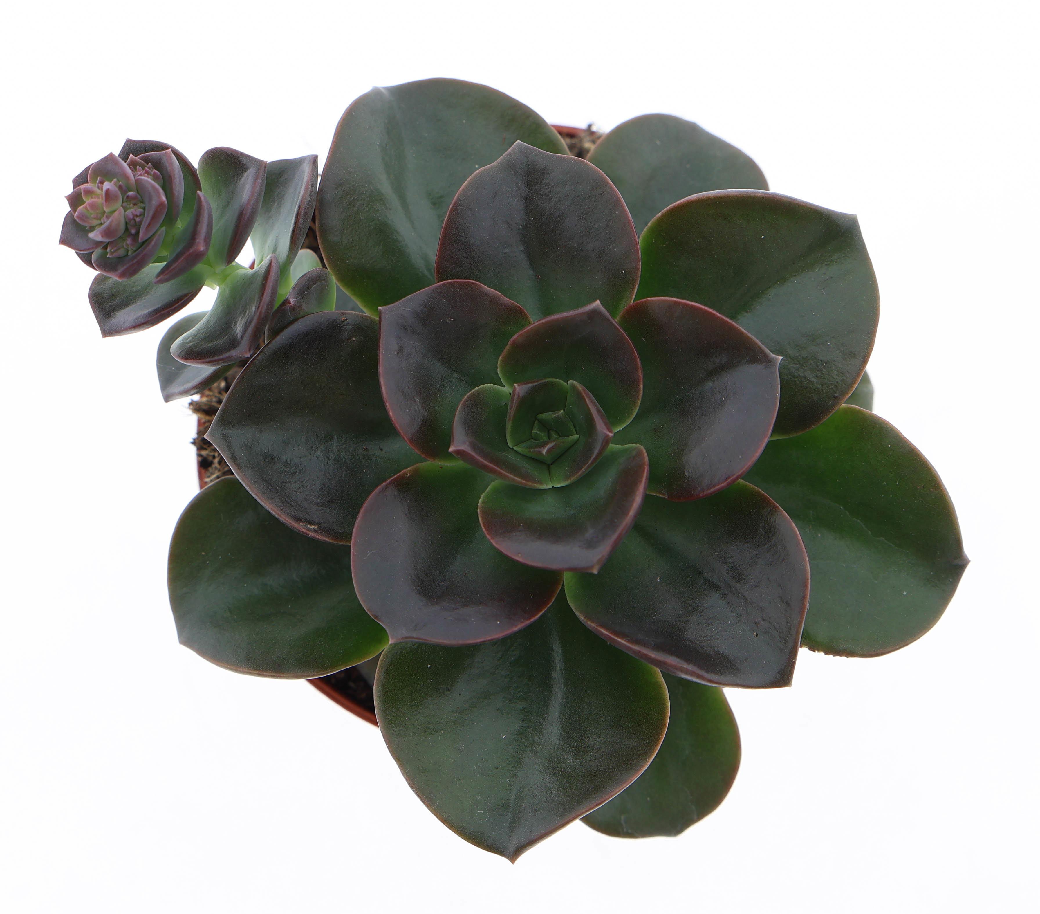 Горшечные цветы и растения оптом Echeveria Melaco от 12шт (для телеги) из Голландии с доставкой по России