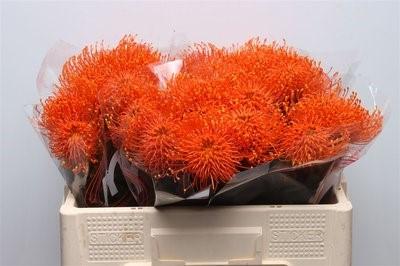 Срезанные цветы оптом Nutans paint orange от 30шт из Голландии с доставкой по России