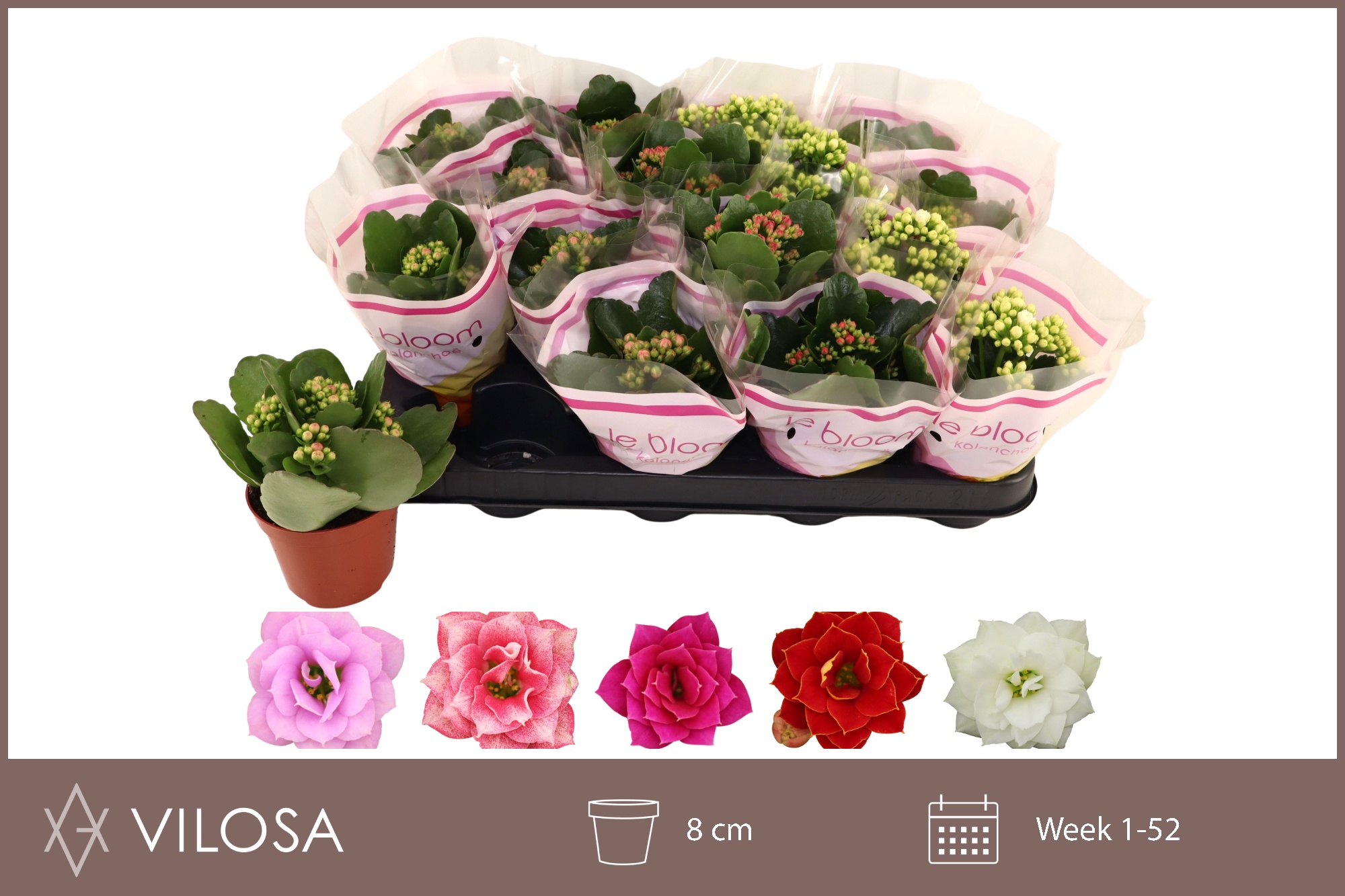 Горшечные цветы и растения оптом Kal Ge Gem 5 Kl от 16шт (для телеги) из Голландии с доставкой по России Горшечные цветы и растения оптом Kal Ge Gem 5 Kl от 16шт (для телеги) из Голландии с доставкой по России