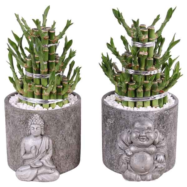 Горшечные цветы и растения оптом Lucky Bamboo Round 3 Small In Concrete Silve от 12шт из Голландии с доставкой по России