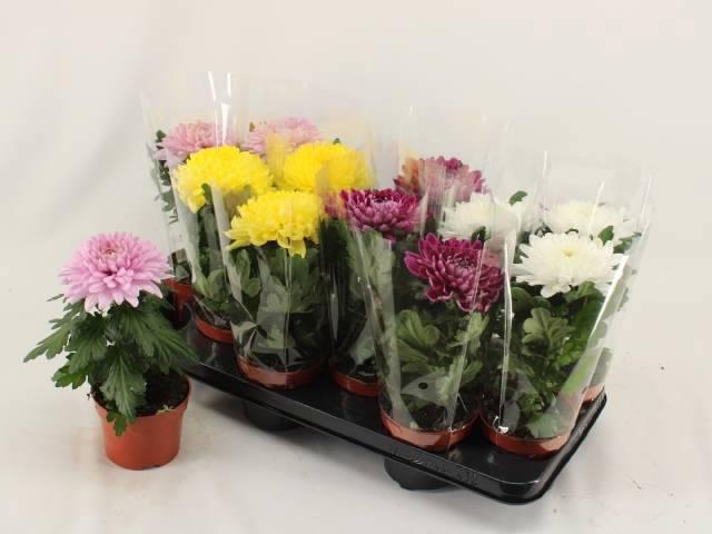 Горшечные цветы и растения оптом Chrys Supnova Gem от 12шт из Голландии с доставкой по России Горшечные цветы и растения оптом Chrys Supnova Gem от 12шт из Голландии с доставкой по России