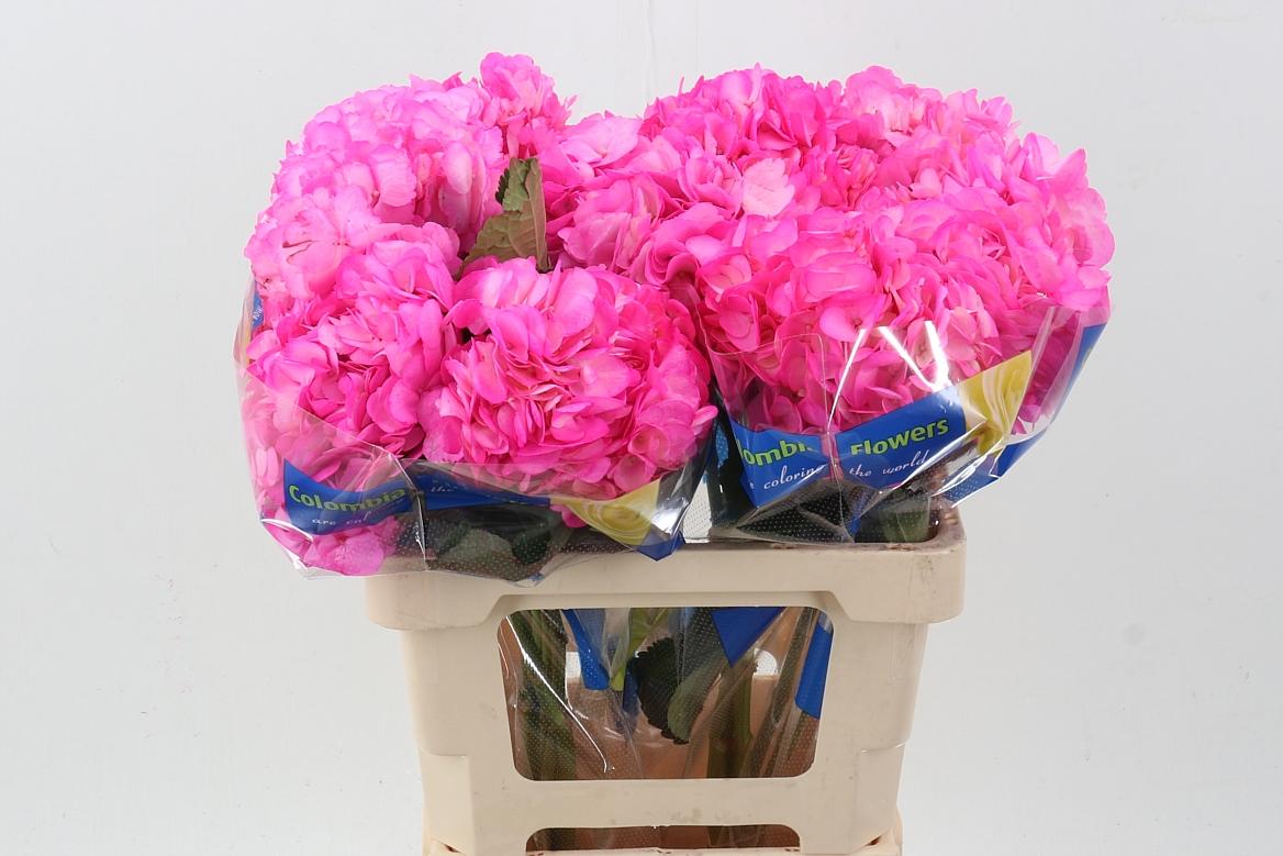 Срезанные цветы оптом Hydrangea pink candy от 10шт из Голландии с доставкой по России