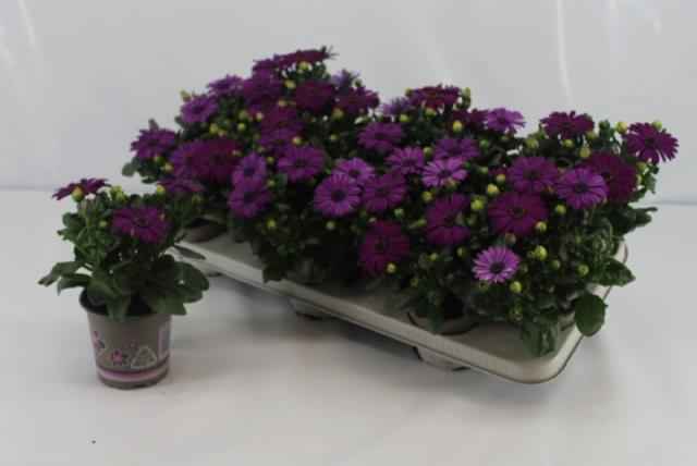 Горшечные цветы и растения оптом Osteo Ma Cool Purple от 12шт из Голландии с доставкой по России