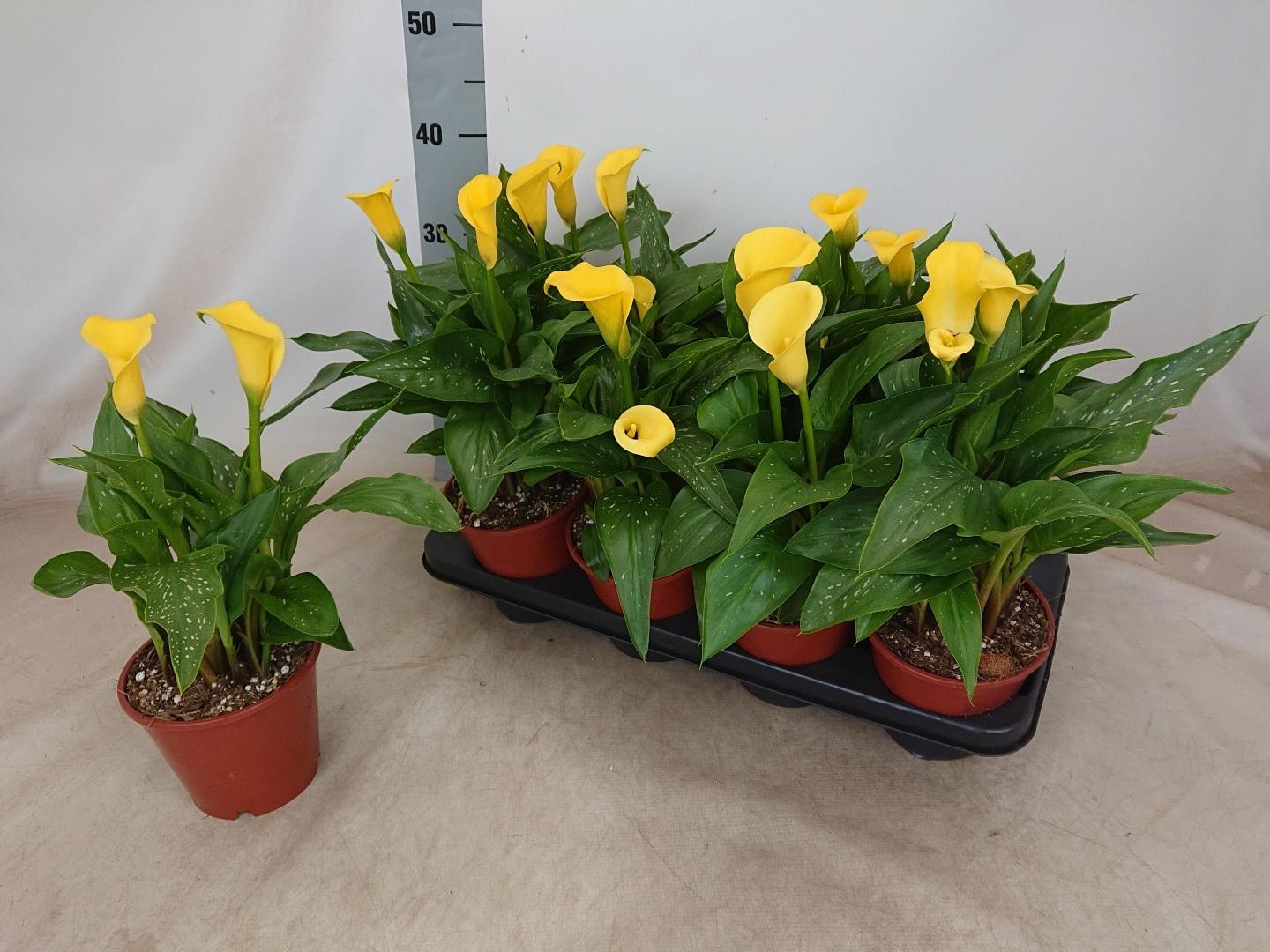 Горшечные цветы и растения оптом Zant Sunclub от 8шт из Голландии с доставкой по России