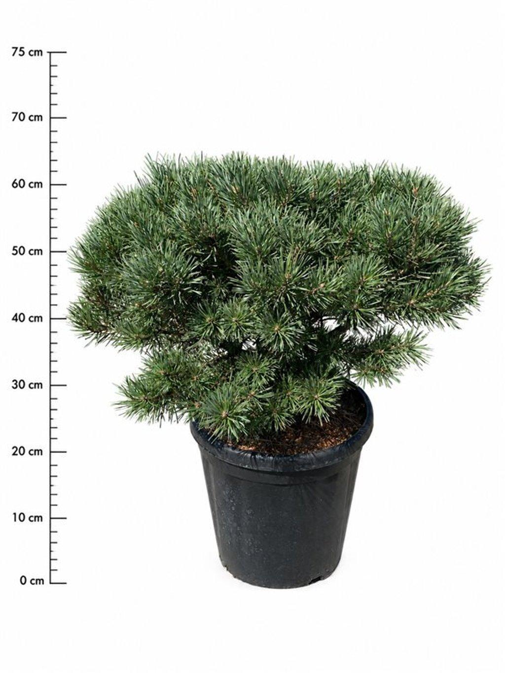 Горшечные цветы и растения оптом Pinus Sylv Martham от 1шт из Голландии с доставкой по России