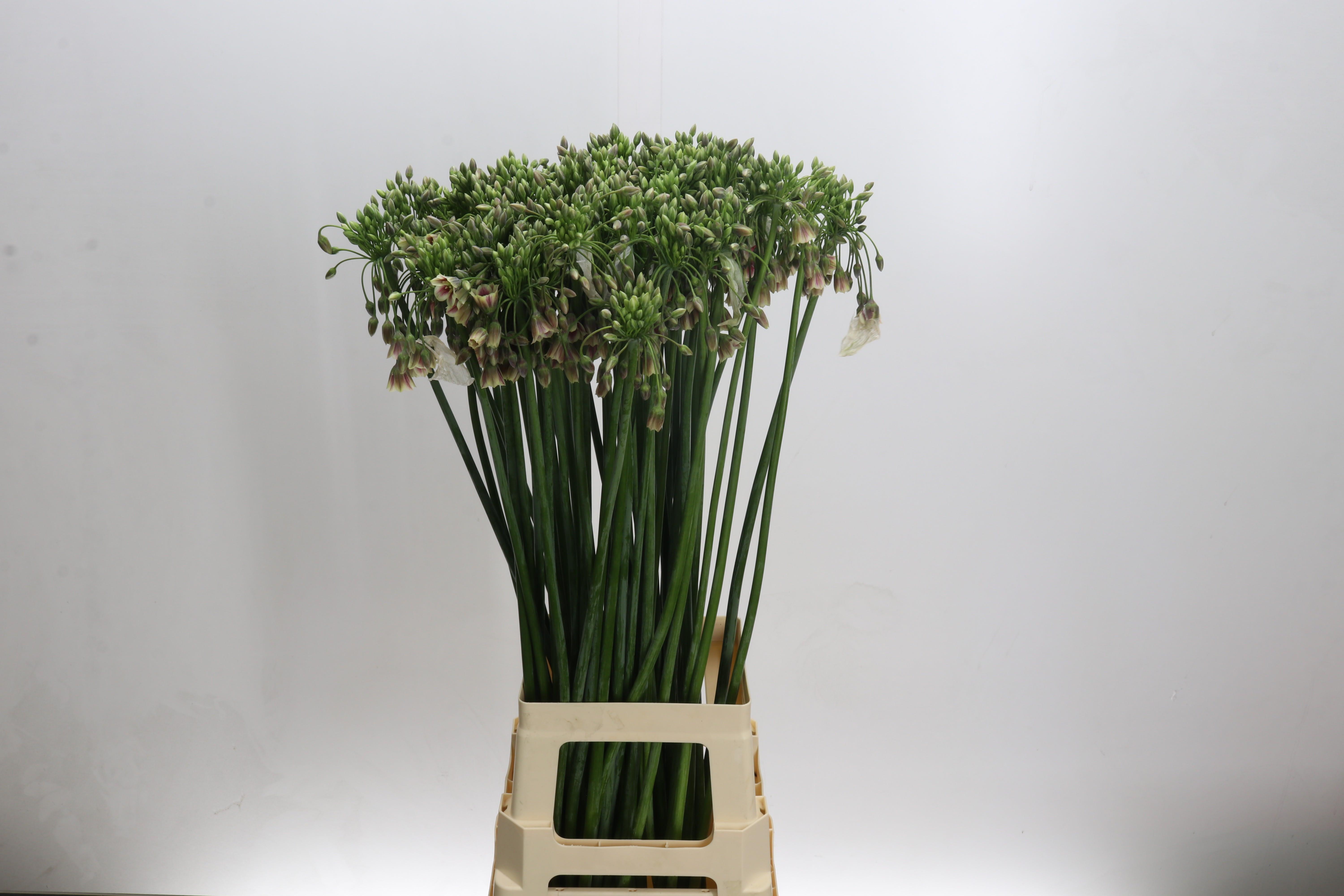 Срезанные цветы оптом Allium siculum от 60шт из Голландии с доставкой по России