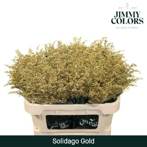 Срезанные цветы оптом Solidago paint gold от 25шт из Голландии с доставкой по России