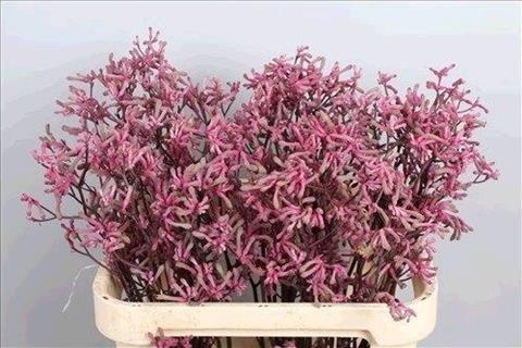 Срезанные цветы оптом Anigozanthos bush pearl от 100шт из Голландии с доставкой по России