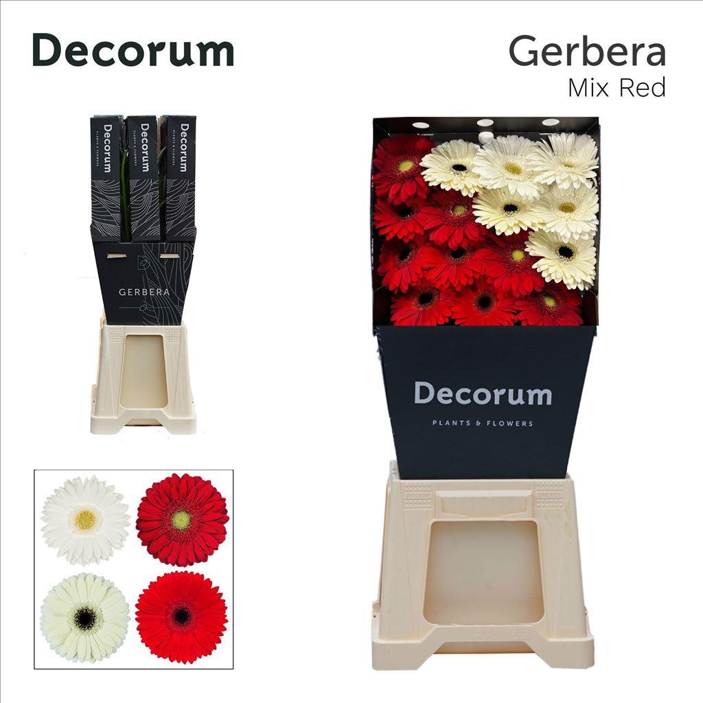 Срезанные цветы оптом Gerbera diamond mix red-white от 45шт из Голландии с доставкой по России