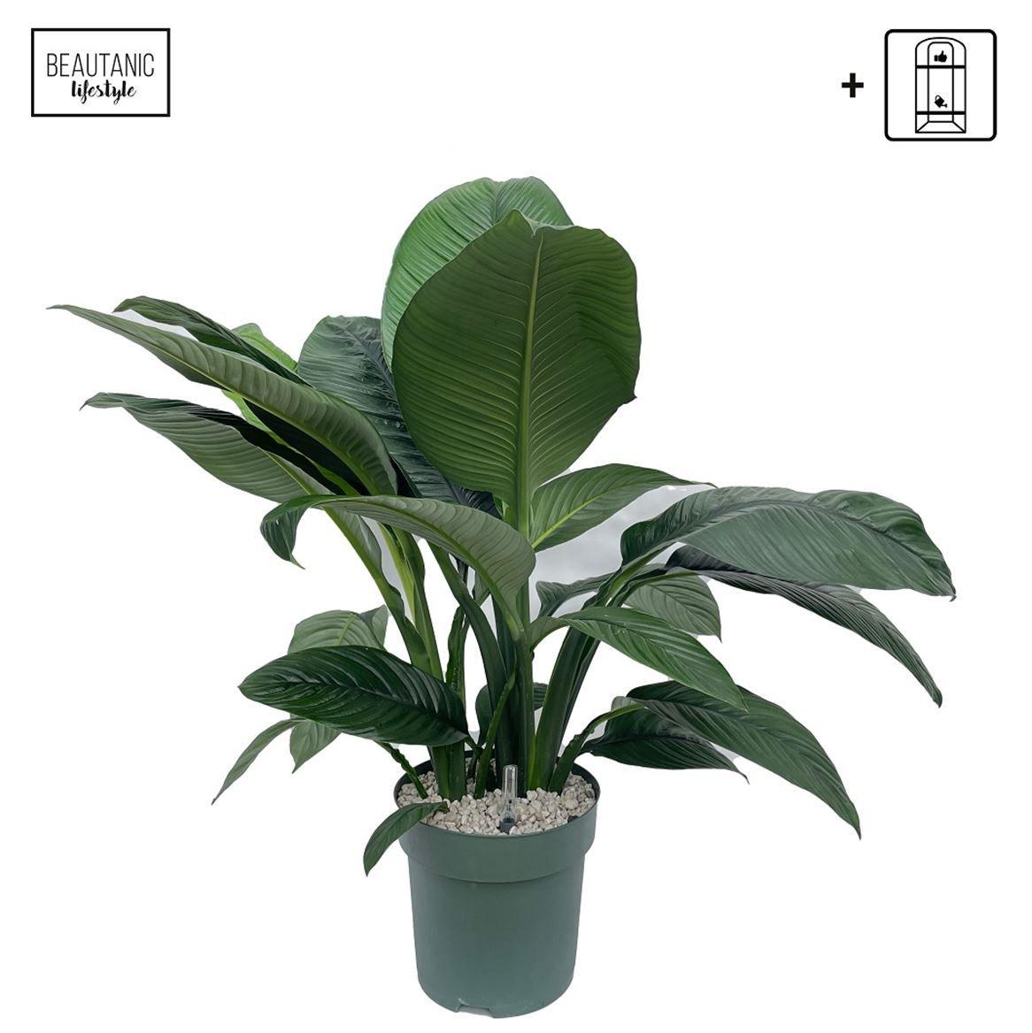 Горшечные цветы и растения оптом Spathiphyllum Sensation + Watermeter от 1шт из Голландии с доставкой по России