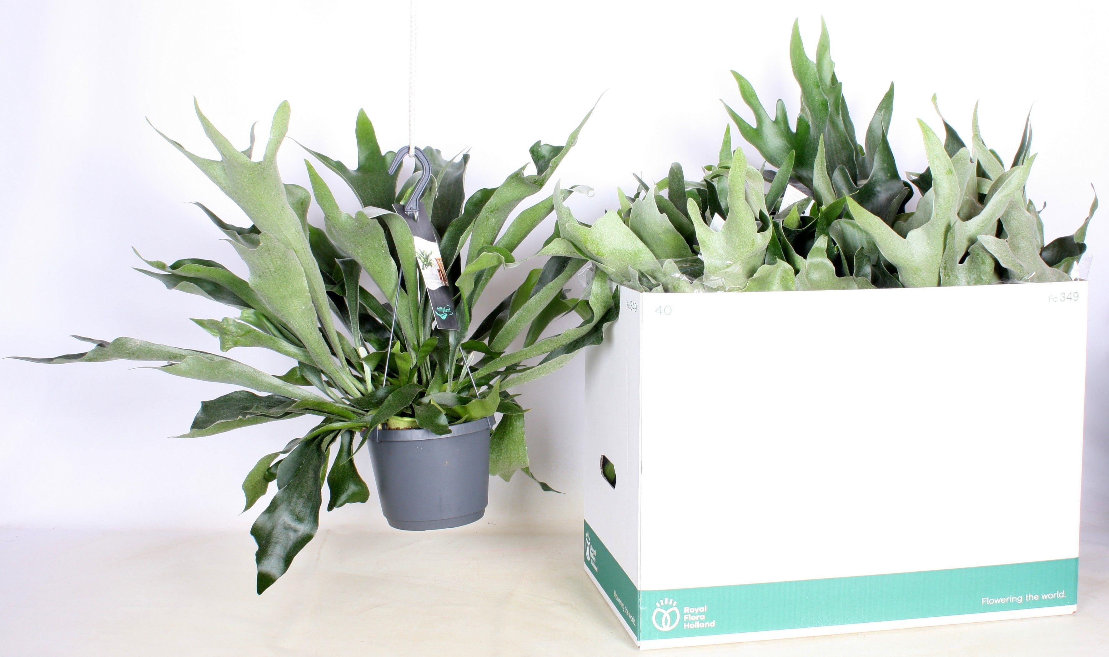 Горшечные цветы и растения оптом Platyc B Netherlands от 5шт из Голландии с доставкой по России