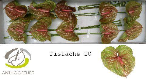 Срезанные цветы оптом Anthurium pistache от 10шт из Голландии с доставкой по России