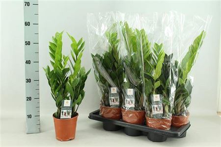 Горшечные цветы и растения оптом Zamioculcas 3+ от 7шт из Голландии с доставкой по России