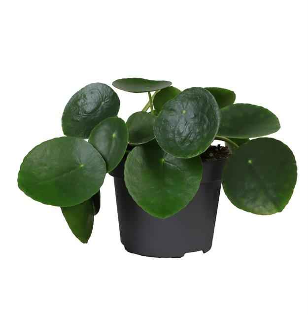 Горшечные цветы и растения оптом Pilea Peperomioides от 8шт из Голландии с доставкой по России