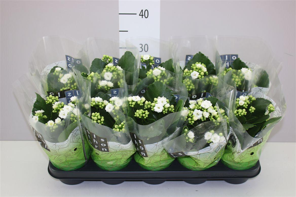 Горшечные цветы и растения оптом Kalanchoe Rosalina Wit от 10шт из Голландии с доставкой по России