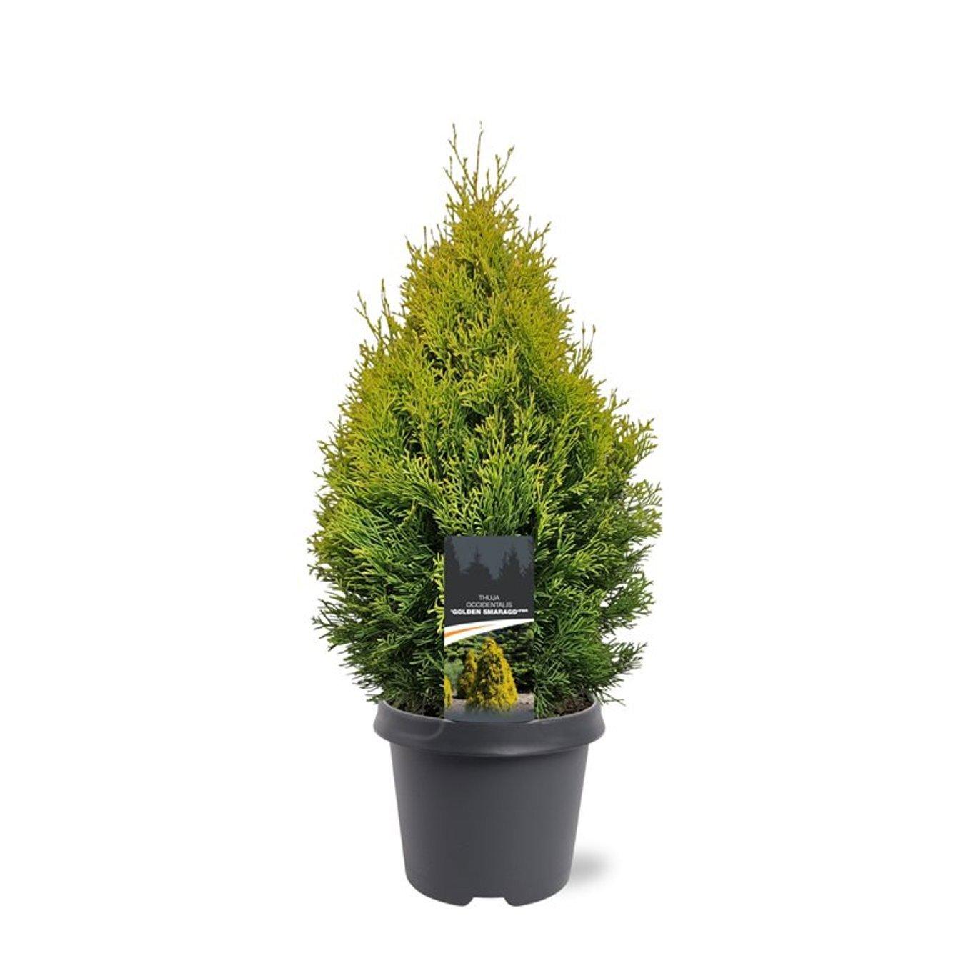 Горшечные цветы и растения оптом Thuja Occ Golden Smaragd от 1шт из Голландии с доставкой по России