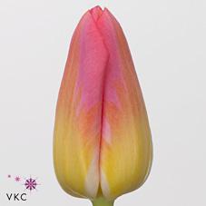 Срезанные цветы оптом Tulipa si tom pouce от 150шт из Голландии с доставкой по России