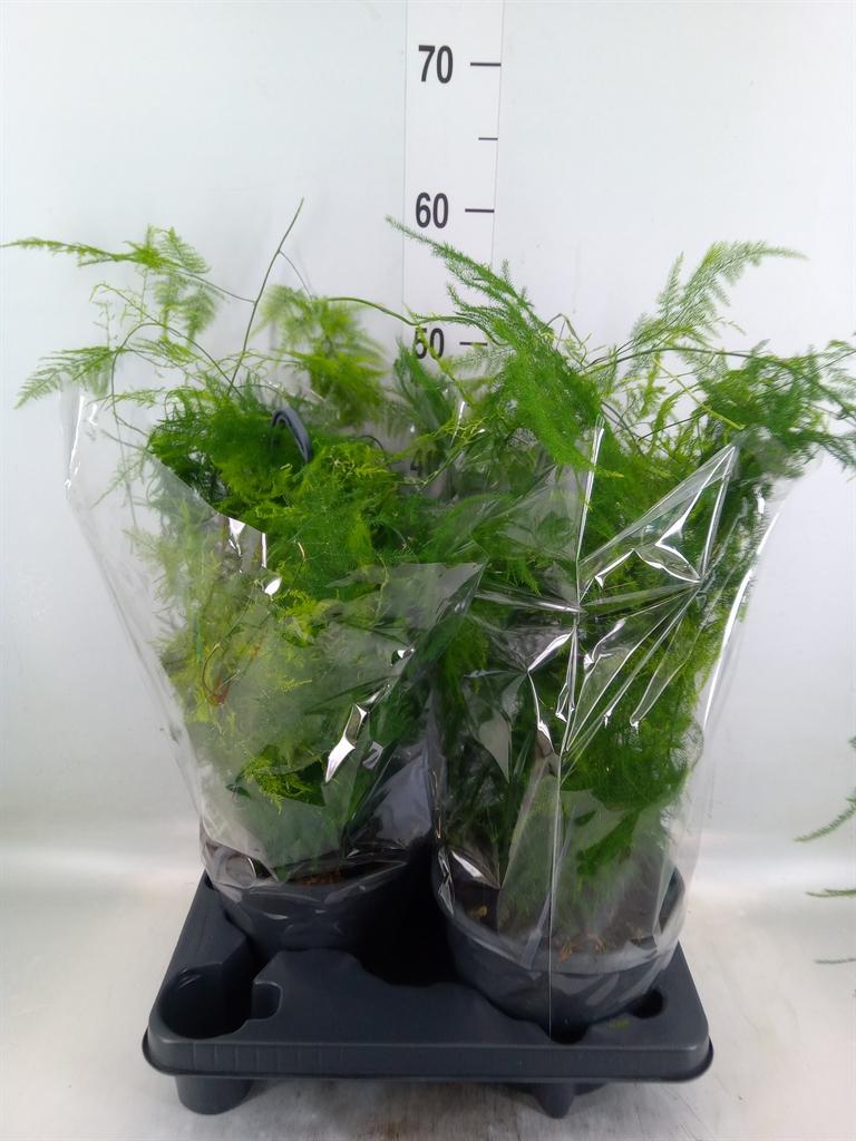 Горшечные цветы и растения оптом Asparagus Setaceus от 2шт из Голландии с доставкой по России