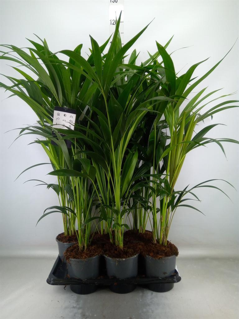 Горшечные цветы и растения оптом Howea Forsteriana от 6шт из Голландии с доставкой по России
