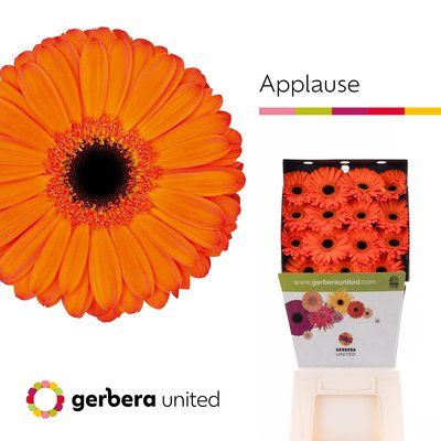 Срезанные цветы оптом Gerbera diamond applause от 15шт из Голландии с доставкой по России