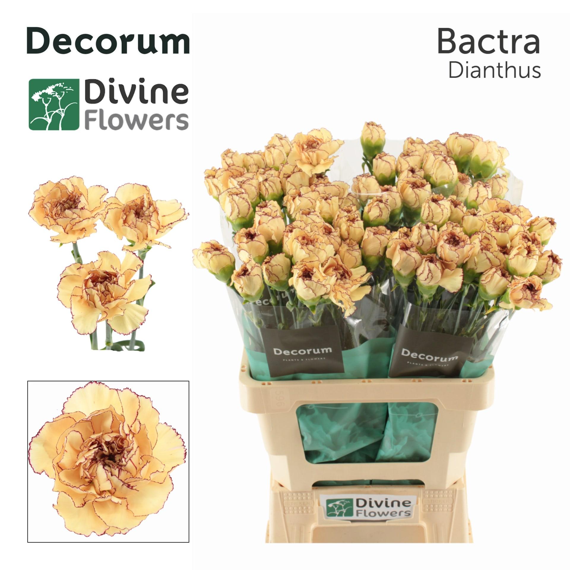 Срезанные цветы оптом Dianthus st bactra от 80шт из Голландии с доставкой по России