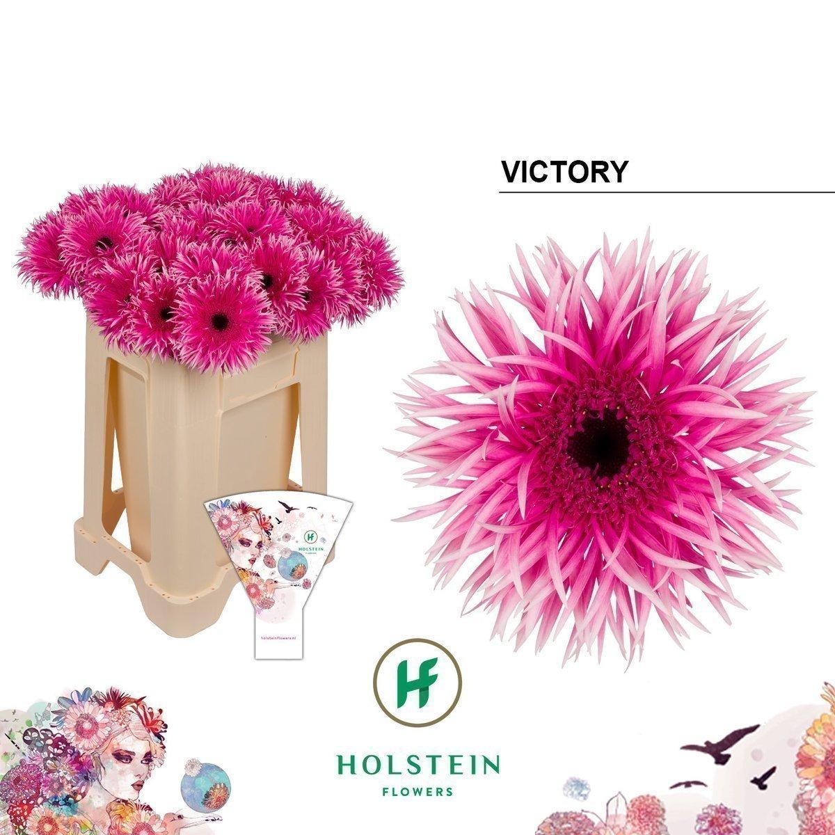 Срезанные цветы оптом Gerbera gerspider victory от 40шт из Голландии с доставкой по России