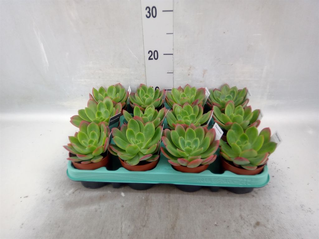 Горшечные цветы и растения оптом Echeveria   ... от 12шт из Голландии с доставкой по России