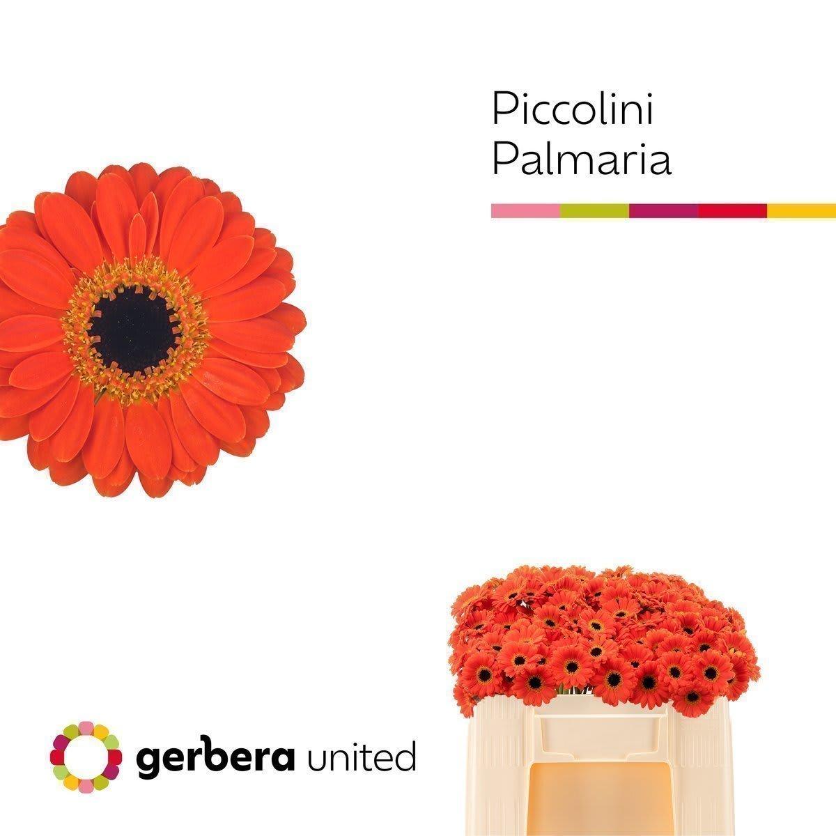 Срезанные цветы оптом Germini piccolini palmaria от 120шт из Голландии с доставкой по России