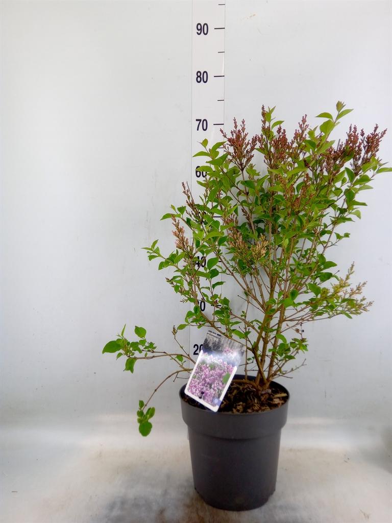 Горшечные цветы и растения оптом Syringa   ...mix от 1шт из Голландии с доставкой по России