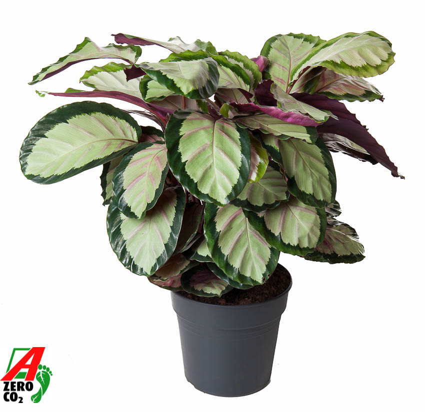 Горшечные цветы и растения оптом Calathea Silvia от 1шт из Голландии с доставкой по России