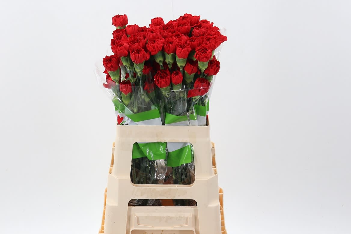 Срезанные цветы оптом Dianthus st red soho от 80шт из Голландии с доставкой по России