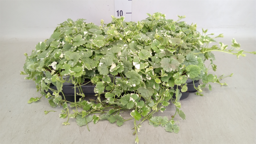 Горшечные цветы и растения оптом Glechoma Hederacea от 8шт из Голландии с доставкой по России