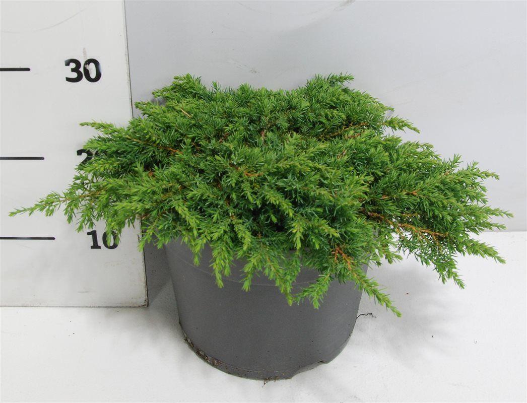 Горшечные цветы и растения оптом Juniperus Comm Green Carpet от 1шт из Голландии с доставкой по России
