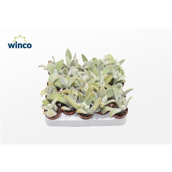 Горшечные цветы и растения оптом Kalanchoe Tomentosa Vilosa от 20шт (для телеги) из Голландии с доставкой по России