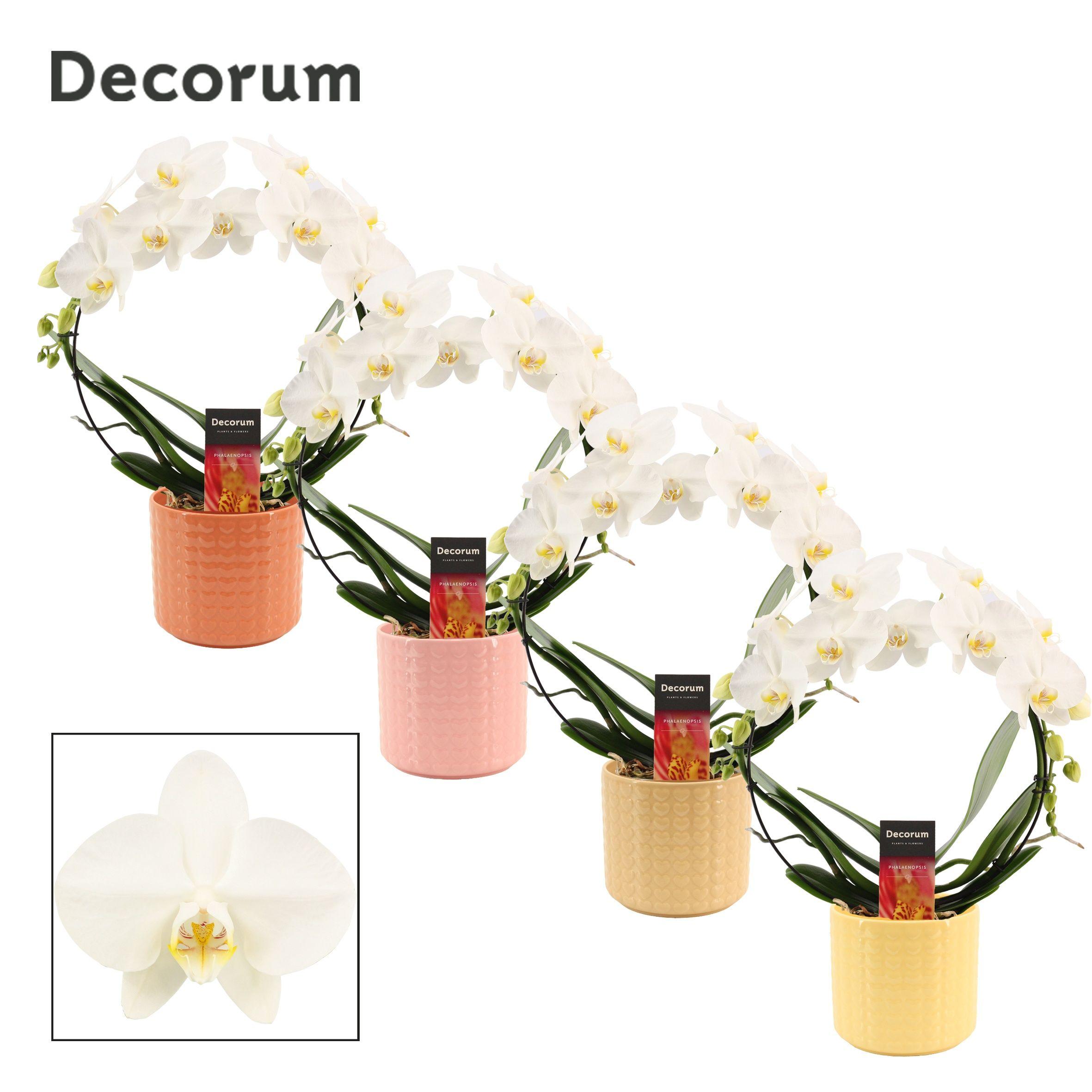 Горшечные цветы и растения оптом Phal Ov Wit от 5шт'' из Голландии с доставкой по России